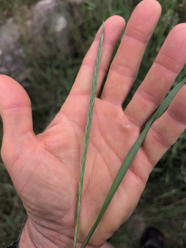 Tall Wheat Grass (Thinopyrum obtusiflorum)