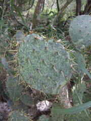 Opuntia alta