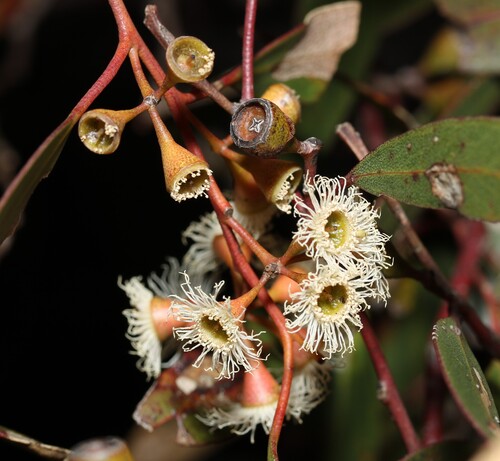 Yorrell (Eucalyptus gracilis)