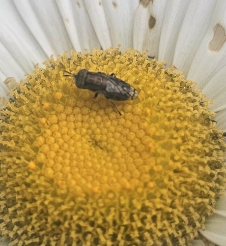 Unknown species found near Laurel Run, PA, USA