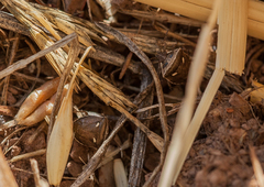 Eysarcoris distinctus