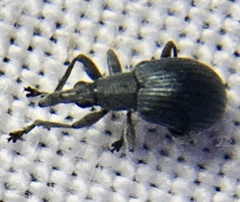 Oxystoma