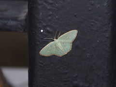 Comostola meritaria