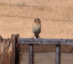Haemorhous mexicanus