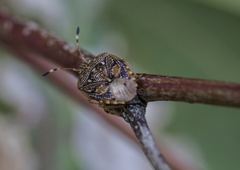 Anischys luteovarius