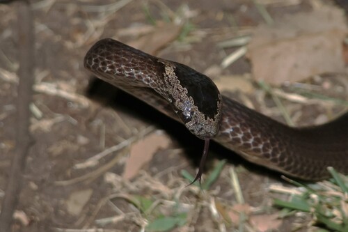 Golden-crowned Snake sighting