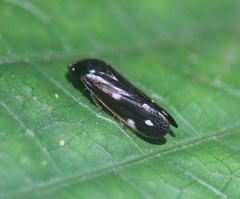 Considia nitidula