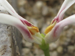 Chionanthus retusus