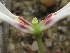Chionanthus retusus