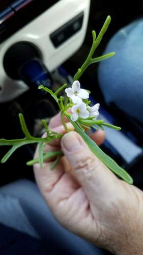 Cakile lanceolata ssp. pseudoconstricta