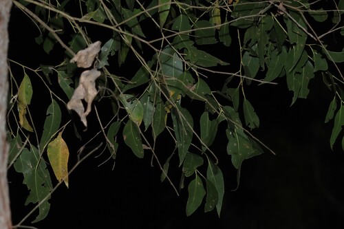 Eucalyptus eugenioides, photograph 2