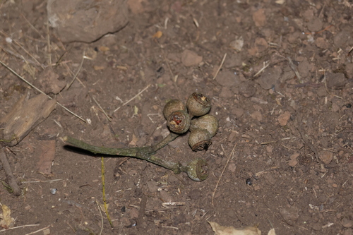 thin-leaved stringybark (Eucalyptus eugenioides)