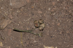 Eucalyptus eugenioides