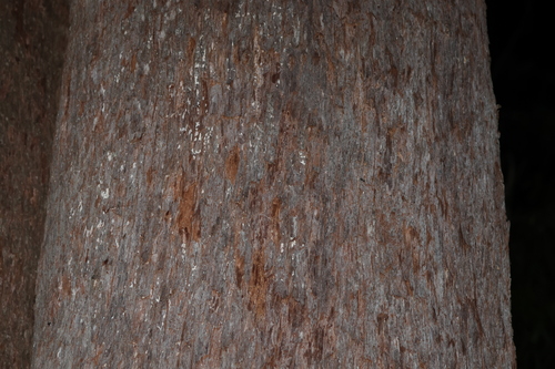 Eucalyptus eugenioides, photograph 1