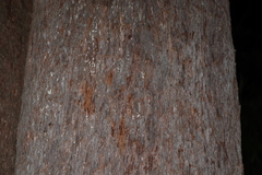 Eucalyptus eugenioides, photograph (c) Greg Tasney, some rights reserved (CC BY-SA)