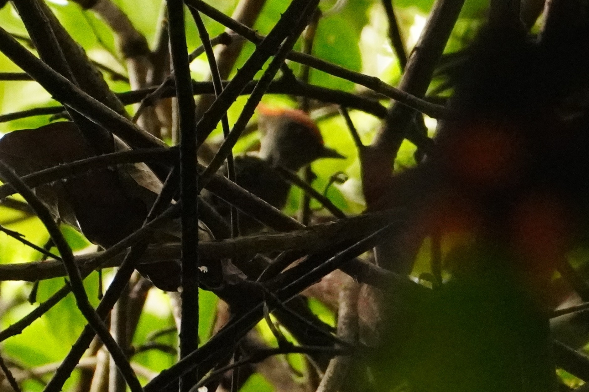 Grey-and-buff Woodpecker (Hemicircus concretus), photo 4