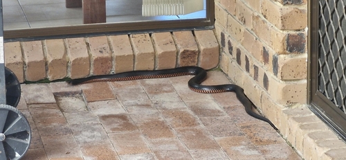 Red-bellied Black Snake sighting