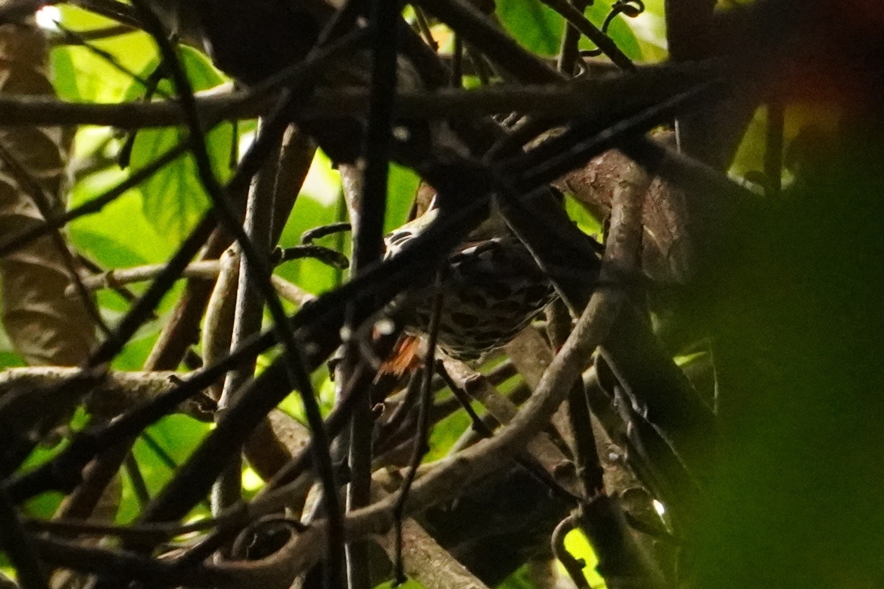 Grey-and-buff Woodpecker (Hemicircus concretus), photo 5