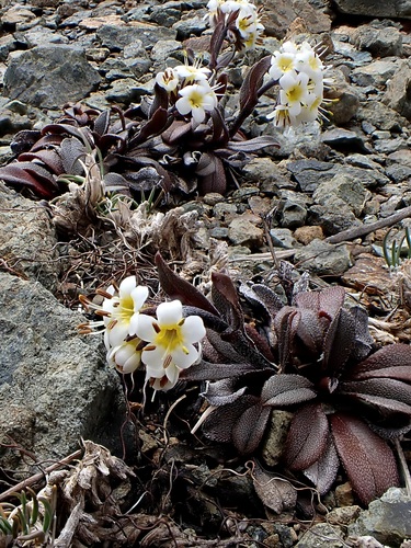Myosotis monroi, 2025-10-25