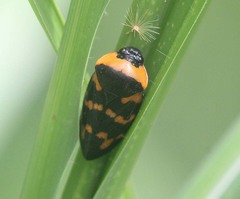 Cosmoscarta dimidiata