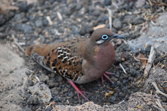 Zenaida galapagoensis