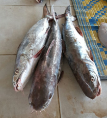 Roundsnout Sea Catfish photo 4