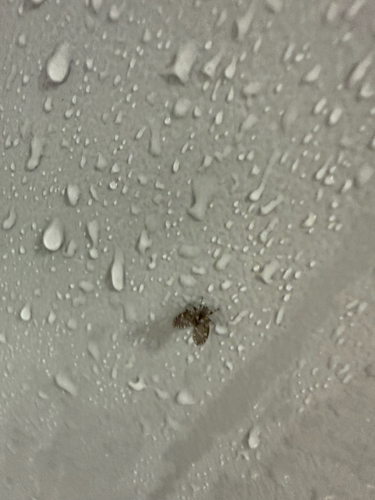 Unknown species found near Cates Ave, Raleigh, NC, US