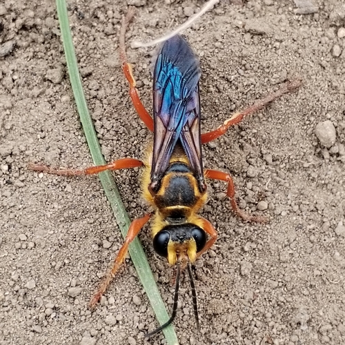 Great golden digger wasp