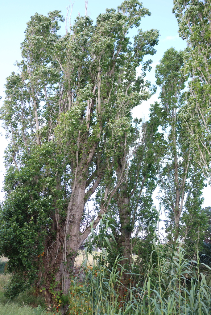 Populus nigra 'Italica'