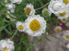 Ammobium alatum
