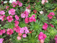 Lewisia