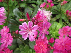 Lewisia