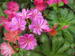 Lewisia