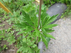 Eriocapitella hupehensis