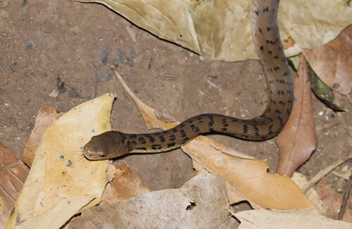 Rough-scaled Snake sighting