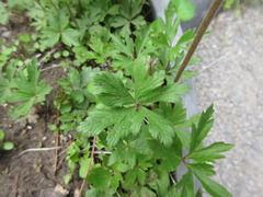 Eriocapitella hupehensis