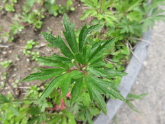 Eriocapitella hupehensis