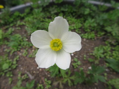 Eriocapitella hupehensis