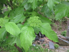 Viburnum sargentii