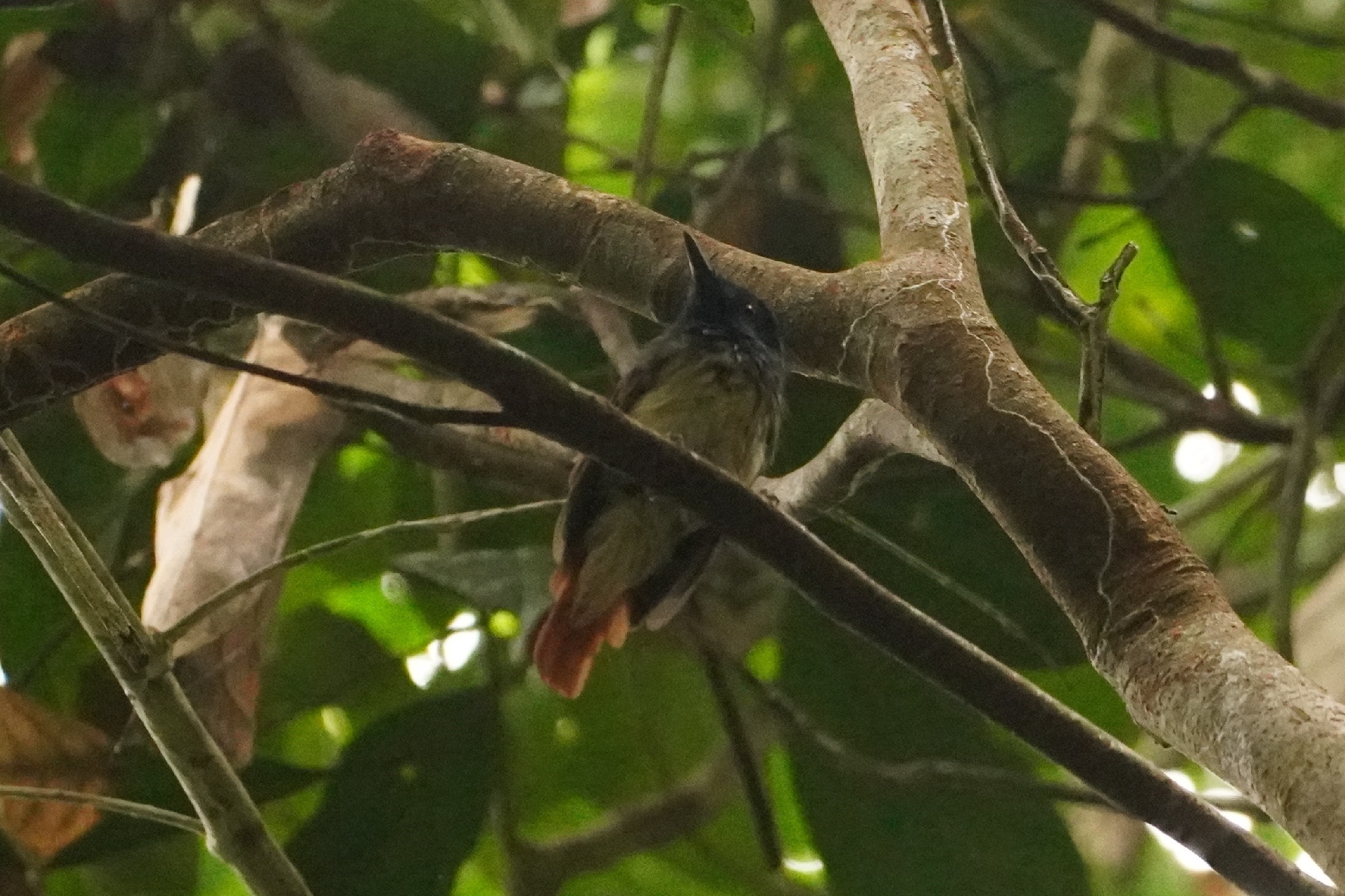 Rufous-winged Philentoma (Philentoma pyrhoptera), photo 7