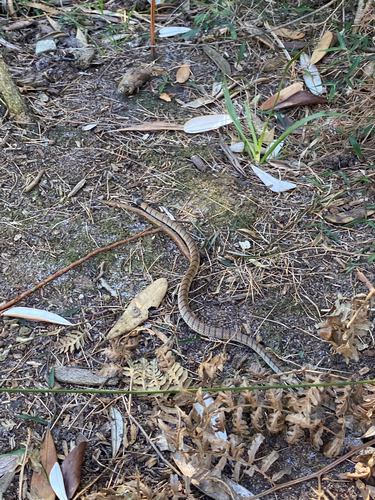Eastern Brown Snake sighting