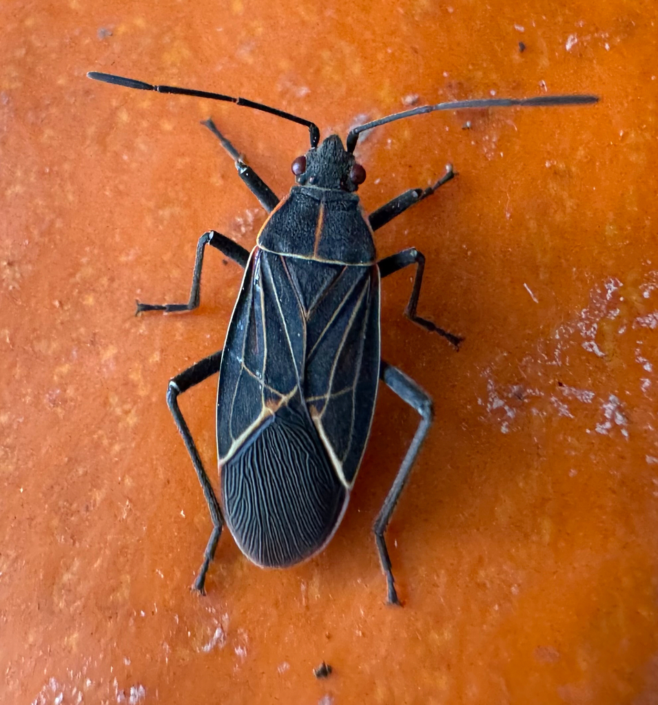 Western Boxelder Bug in October 2025 by neilpa. iNat AI ID · iNaturalist