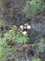 Mimosa asperata