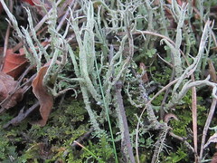 Cladonia scabriuscula