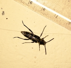 Xylotrechus subscutellatus