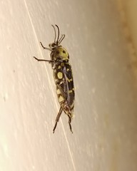 Xylotrechus subscutellatus