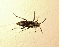Xylotrechus subscutellatus
