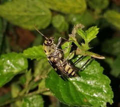 Xylotrechus subscutellatus