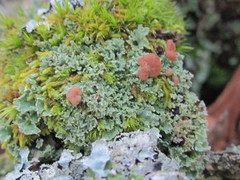 Cladonia caespiticia