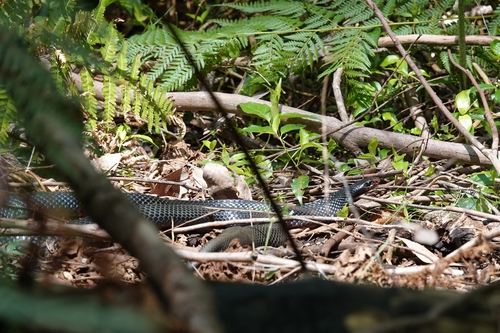Red-bellied Black Snake sighting